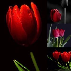 Meet your Posher, Myla